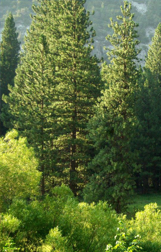 Trees & Hedges